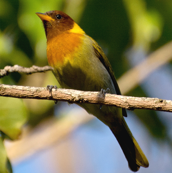 Chorão - eBird