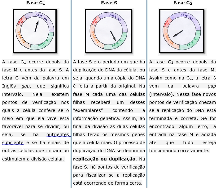 Interfase: saiba o que é, etapas, características